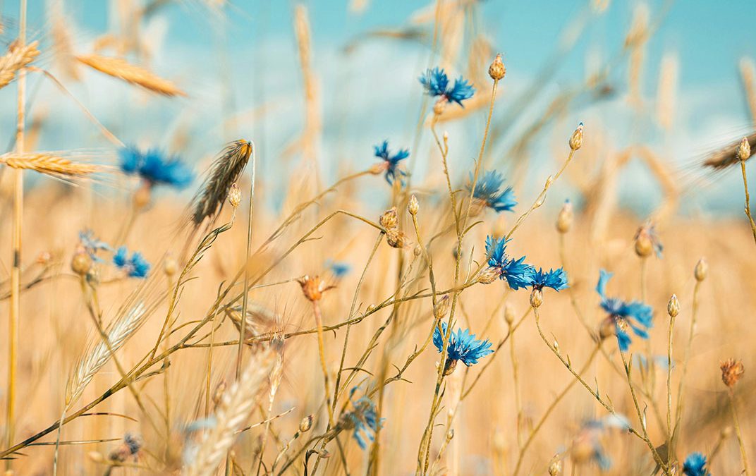 The comeback of ESG: A Fresh Perspective on Sustainability