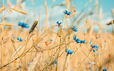 The comeback of ESG: A Fresh Perspective on Sustainability